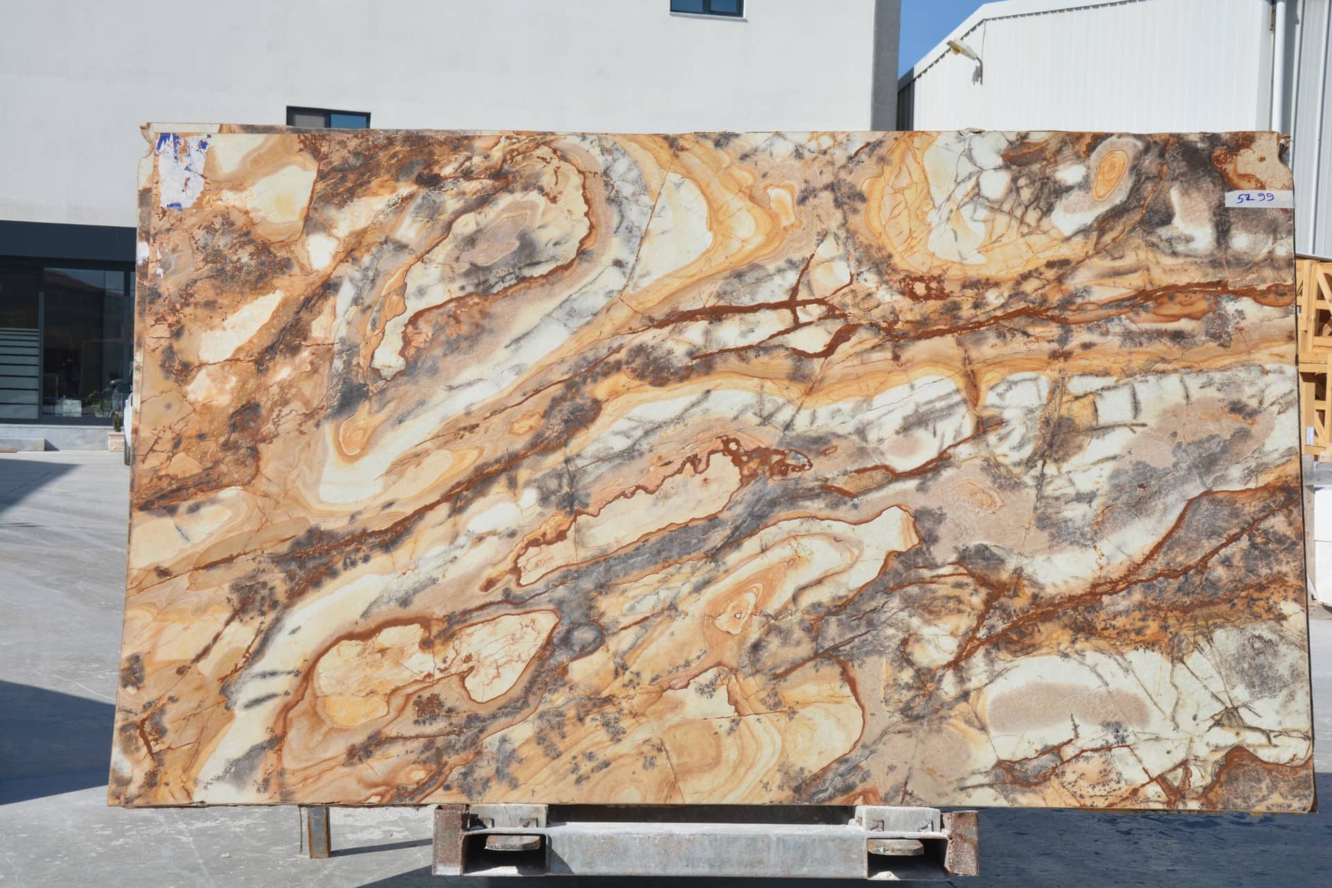 Petrified Wood polished marble slab