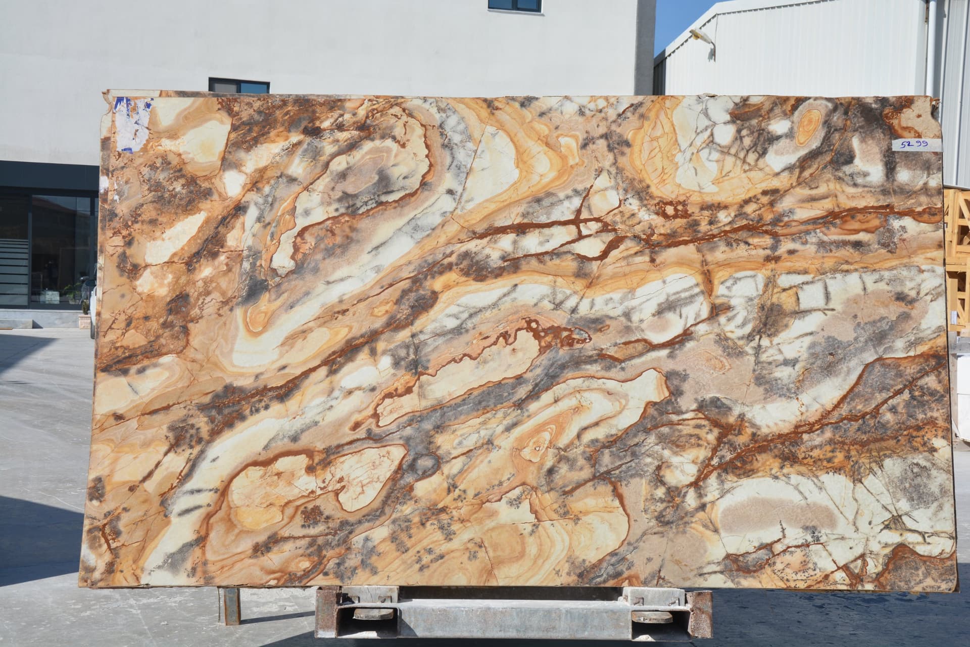 Petrified Wood - Photo 1